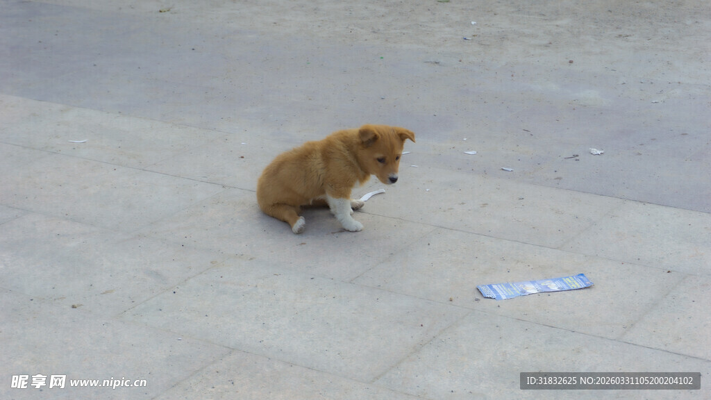 小狗好奇看地上物品
