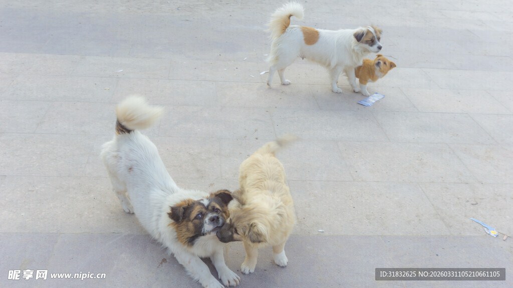 三只小狗在户外玩耍