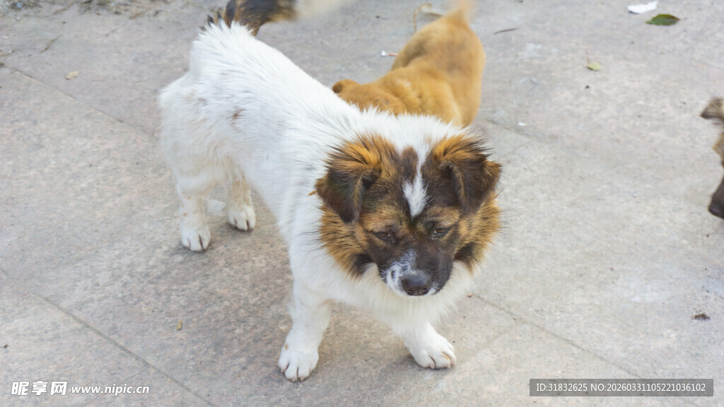 可爱小狗户外站立