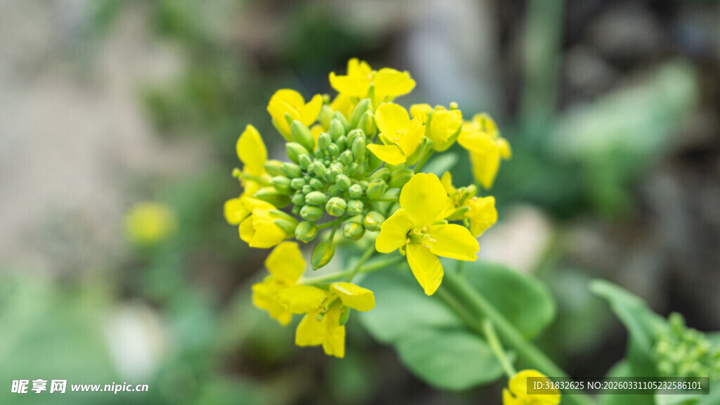 菜花 黄色小花绽放生机