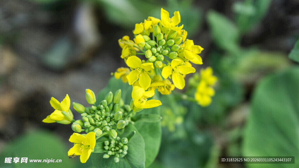 菜花 黄色小花绽放绿叶间