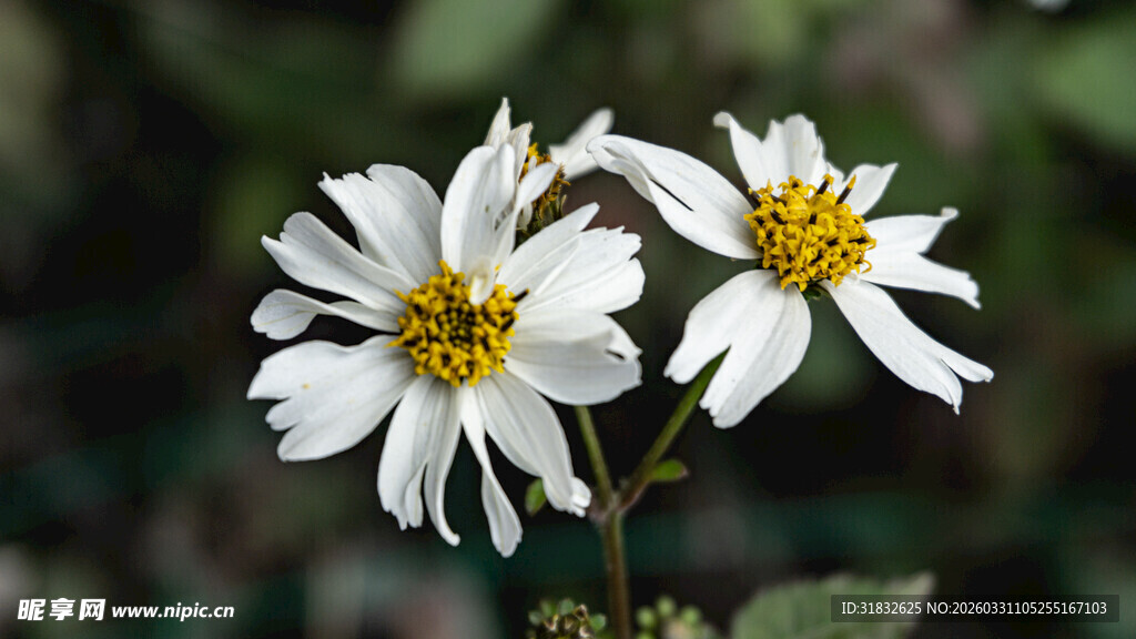 两朵素雅小白花绽放