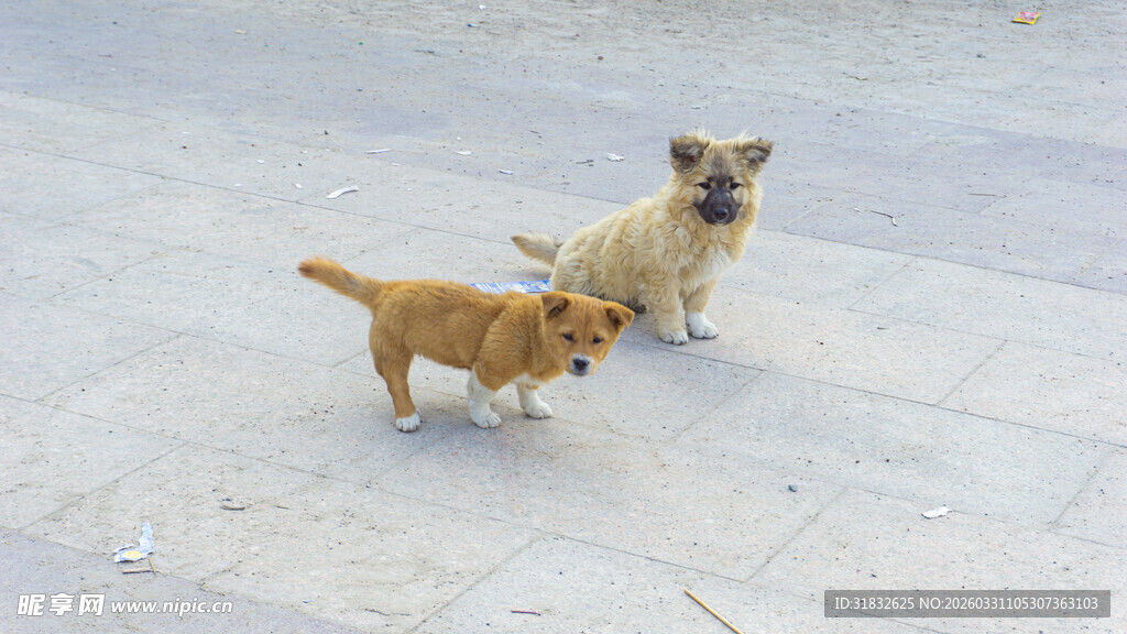 两只小狗在户外玩耍