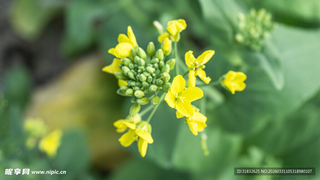菜花 黄色小花绽放绿叶间