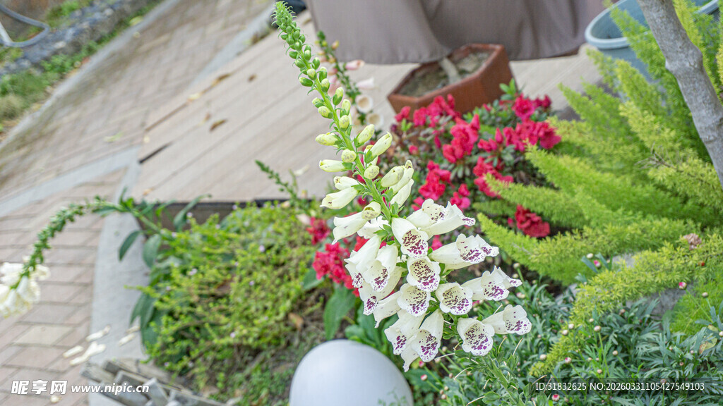 庭院中多彩花卉绽放