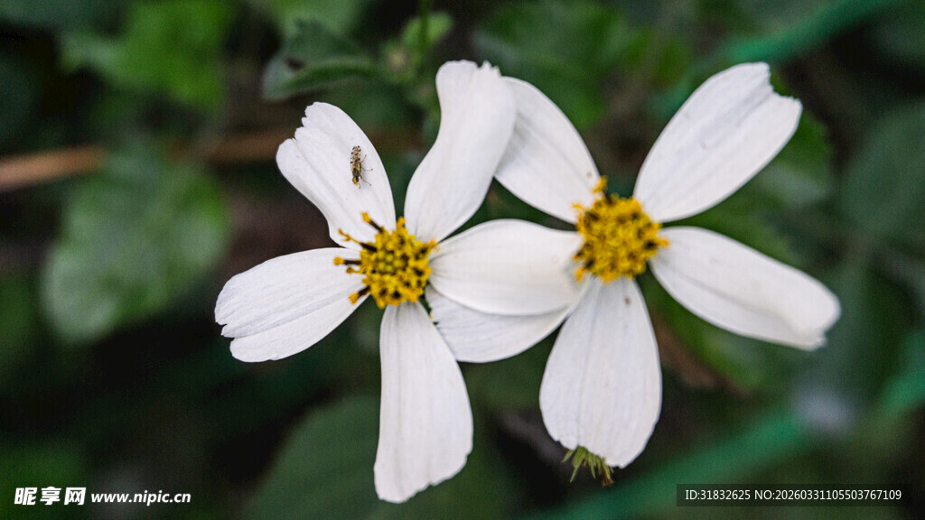 两朵白色小花绽放