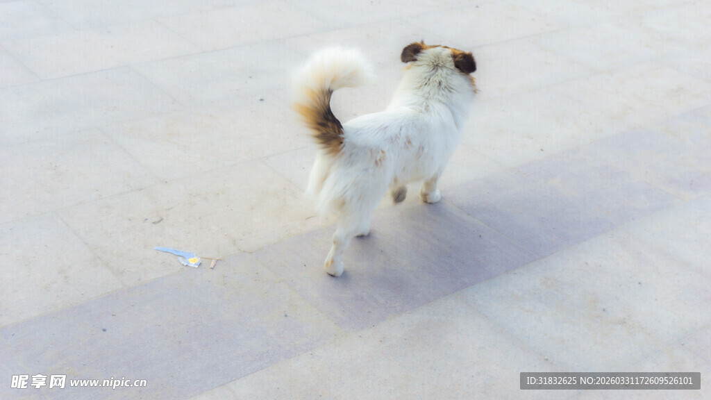 可爱小狗在户外漫步