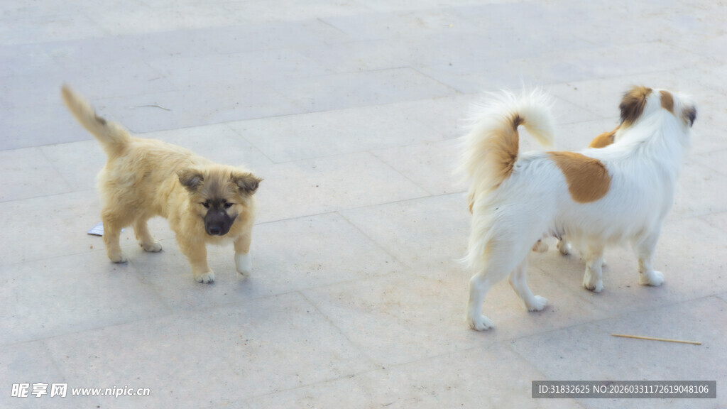 两只小狗在户外玩耍