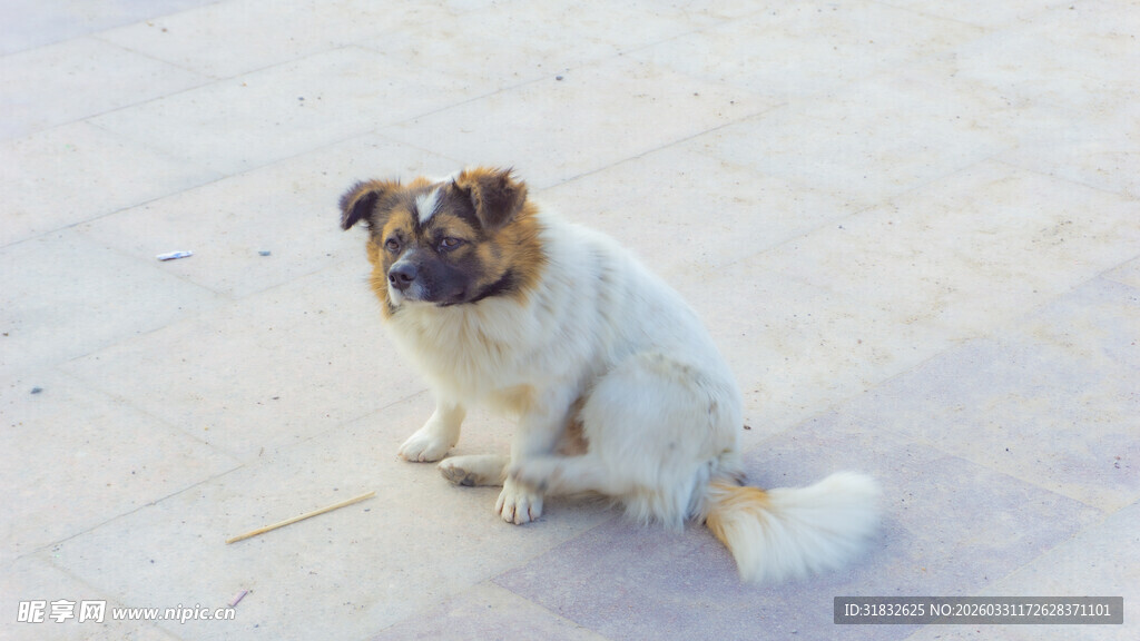 可爱小狗蹲坐地面