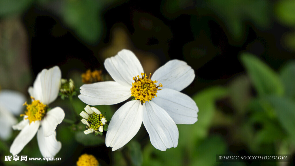 白色小花绽放