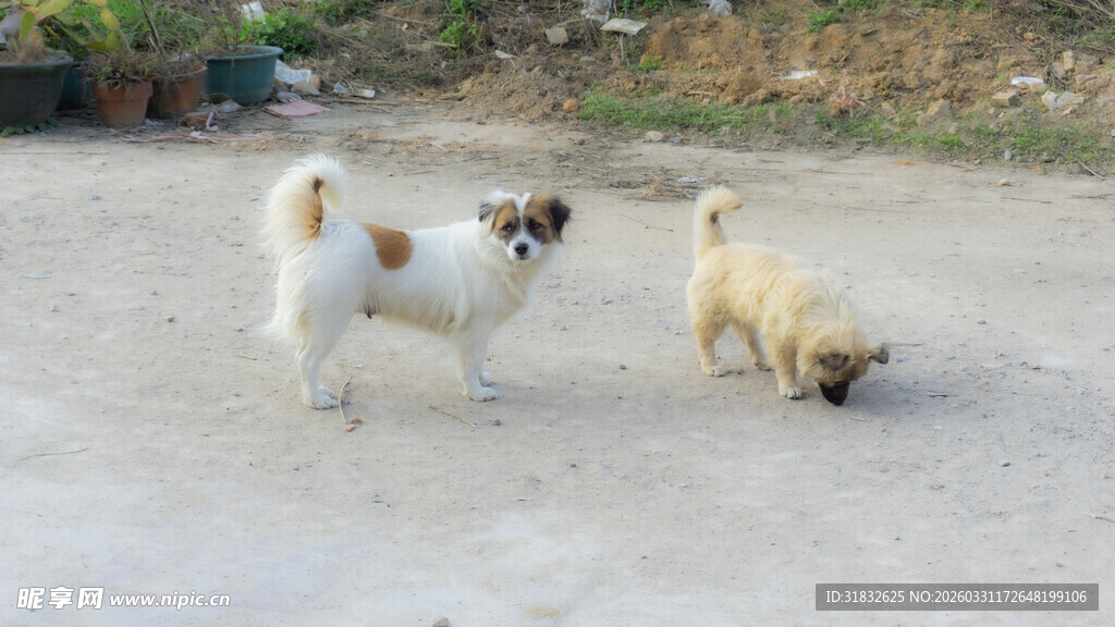 户外玩耍的几只可爱小狗
