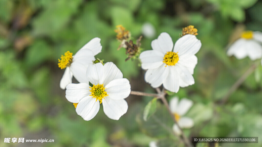 白色小花绽放于绿叶间
