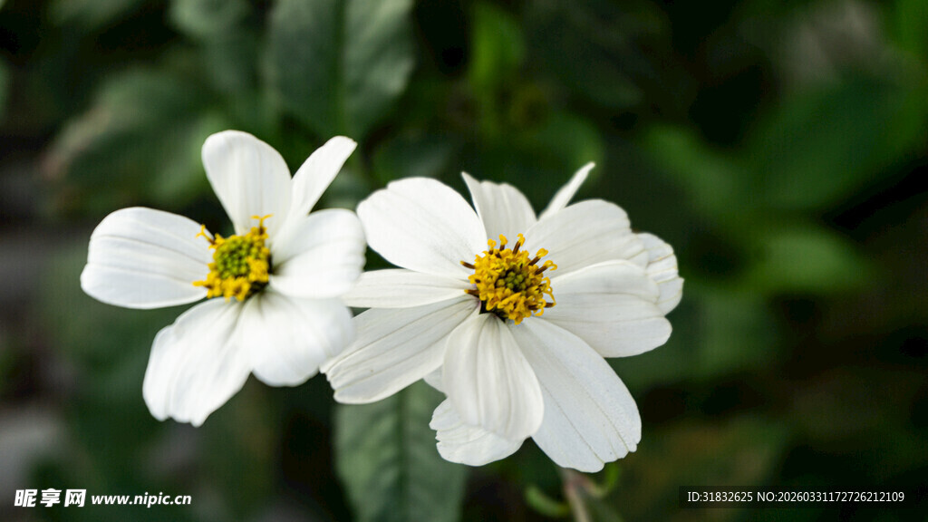 两朵白色小花绽放