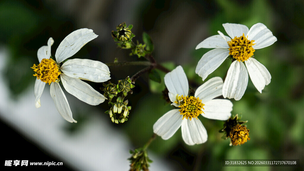 白色小花绽放枝头
