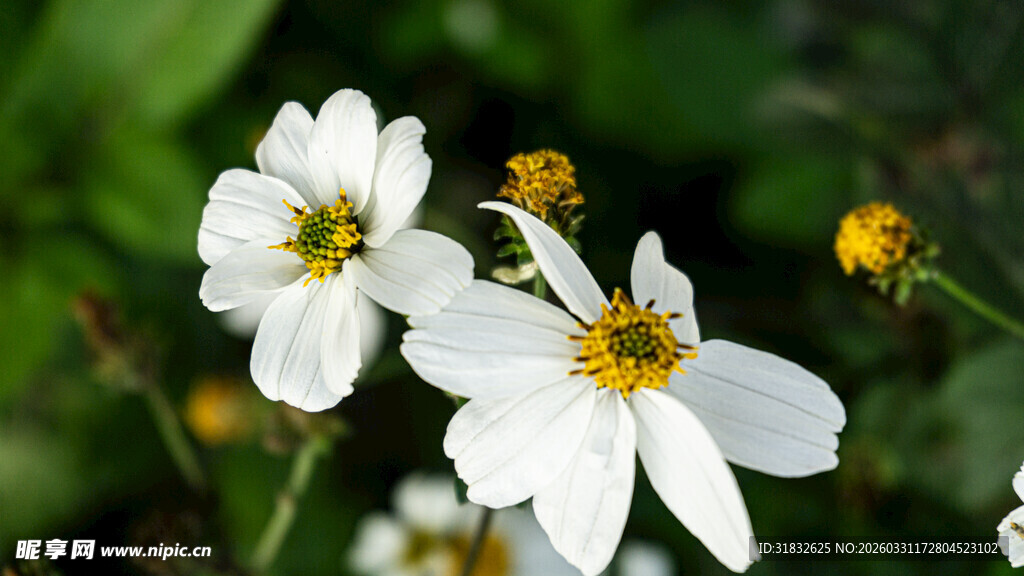 白色雏菊绽放于绿意间