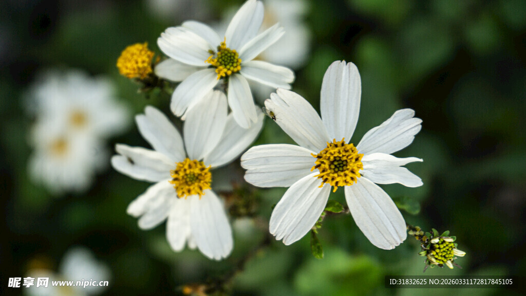 清新小白花绽放瞬间