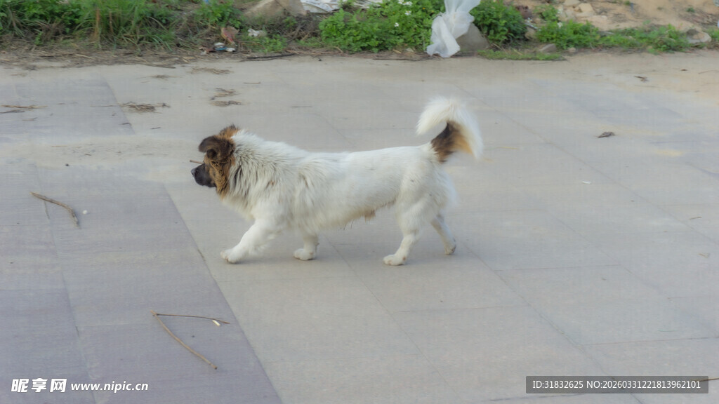 可爱小狗在户外行走