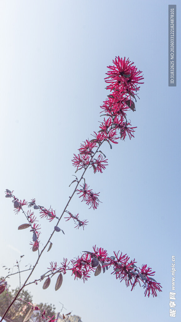 枝头绽放的艳丽紫花
