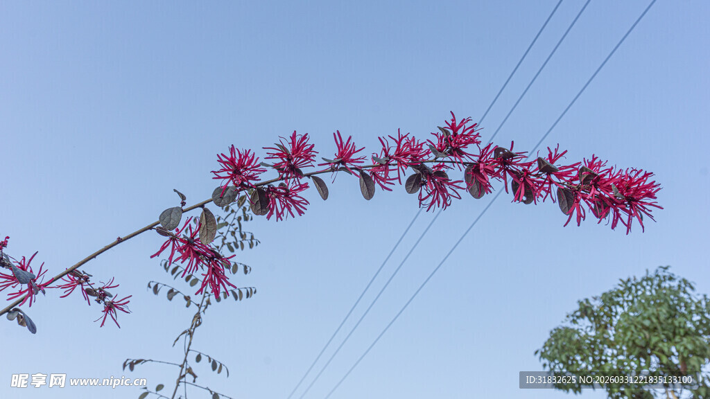 枝头绽放的艳丽红花