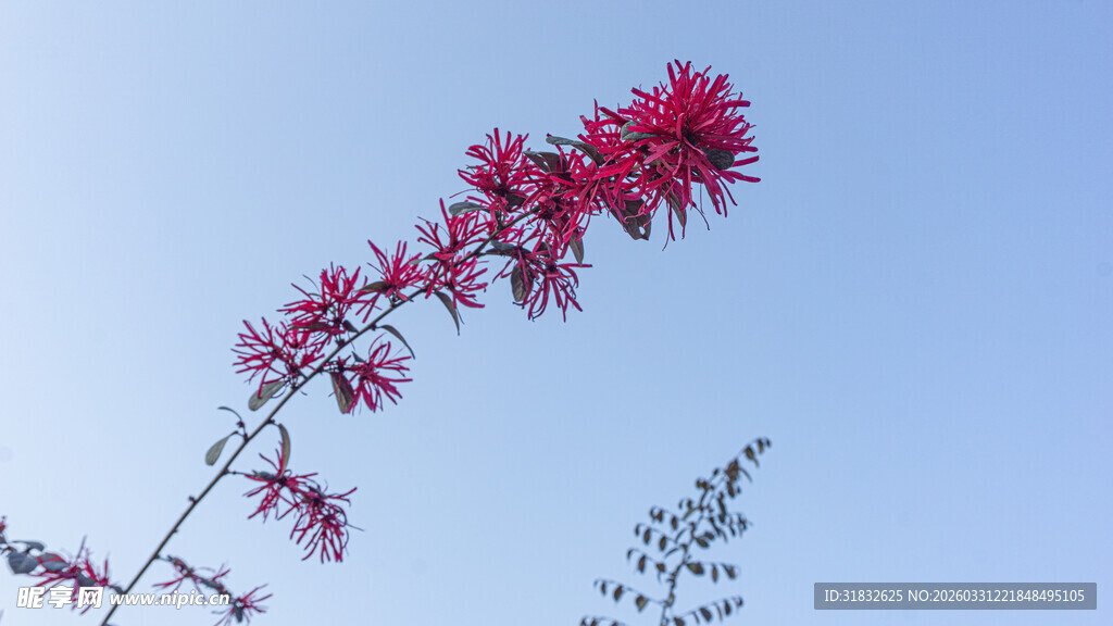 蓝天映衬下的艳丽红穗花