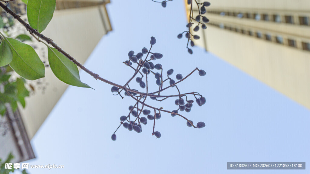 枝头紫果映蓝天