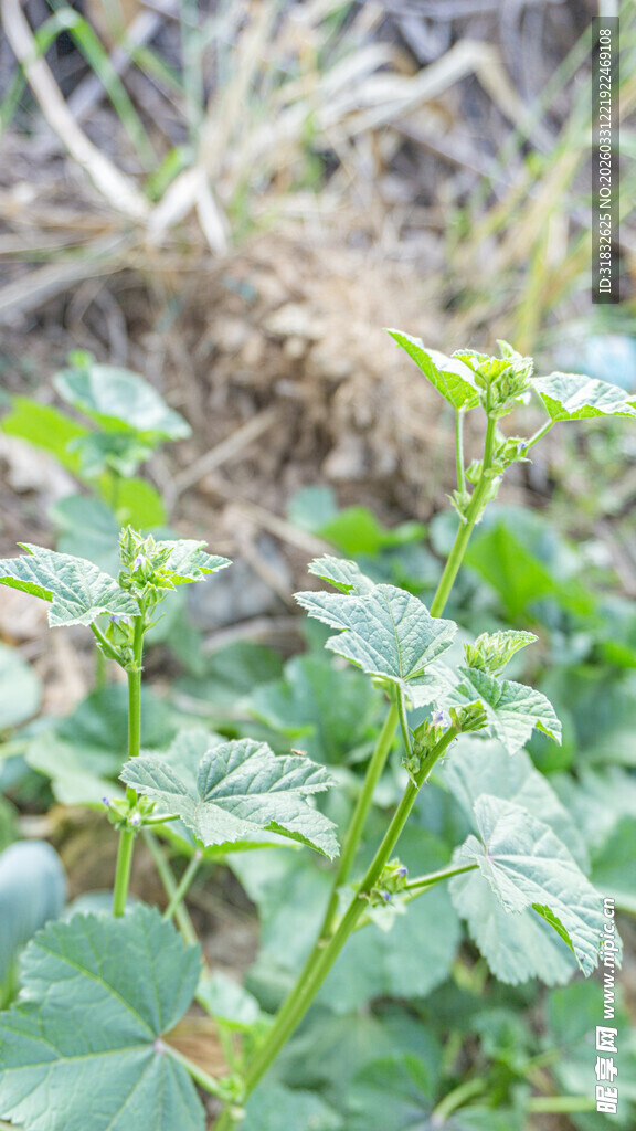 田野中的绿色植物