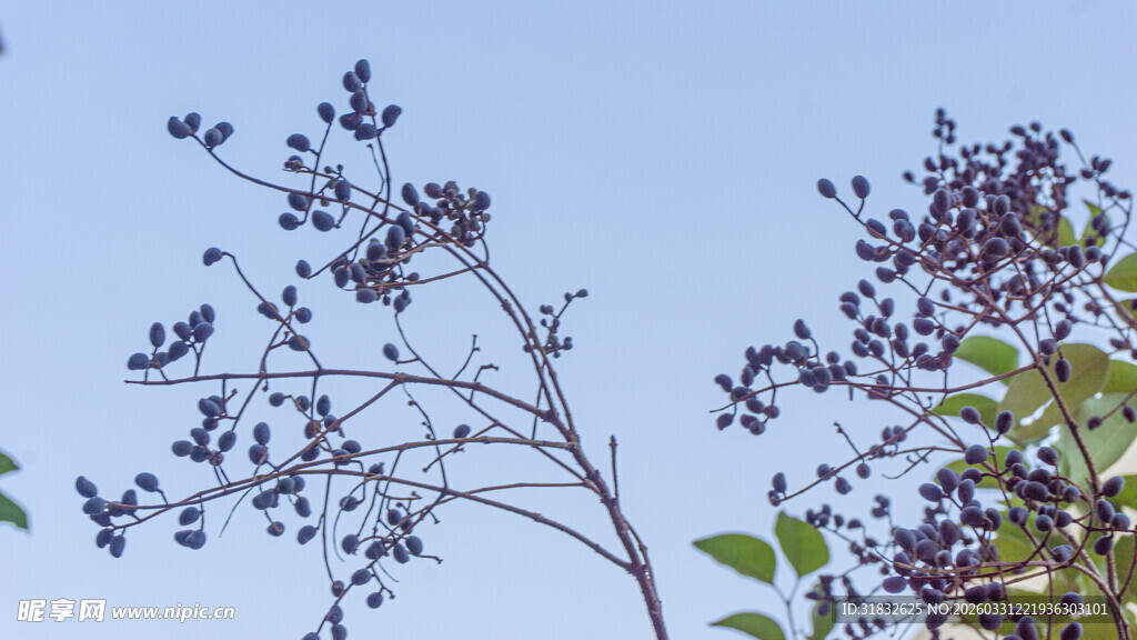 蓝天映衬下的繁茂植物枝桠