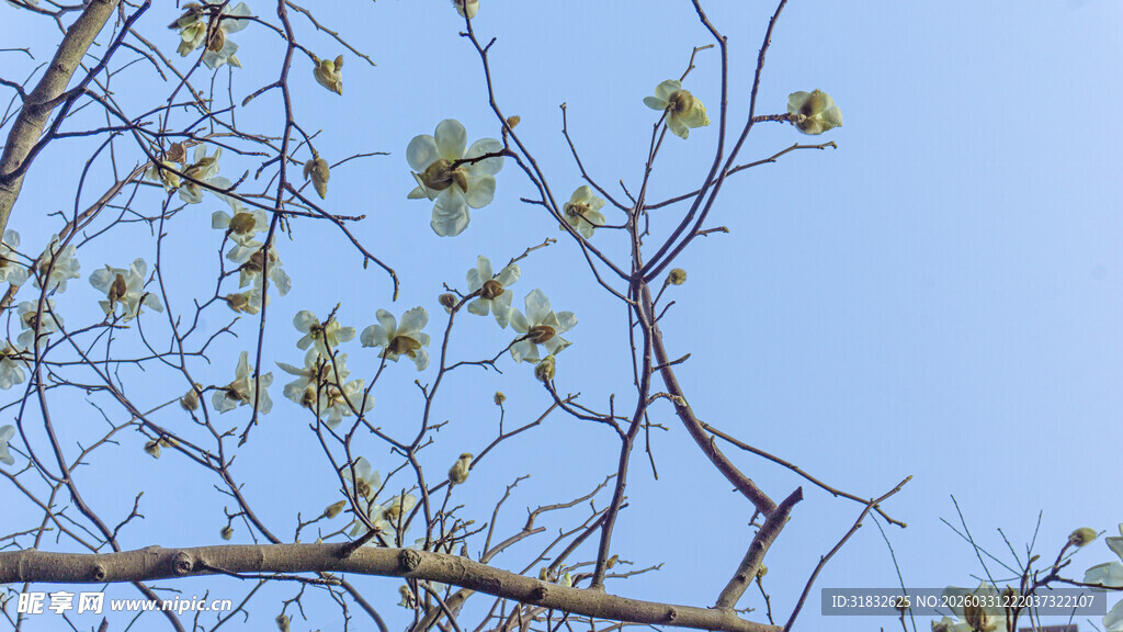 枝头绽木兰花  蓝天映春色