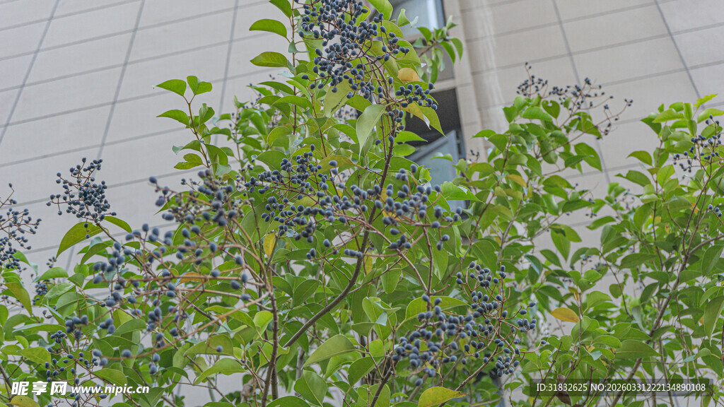 窗边繁茂绿植生机勃勃