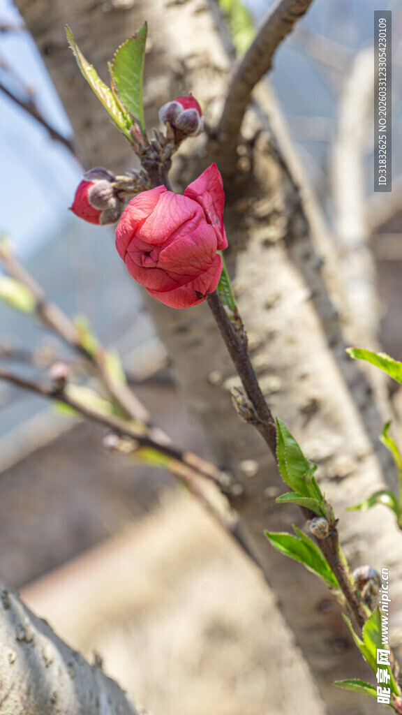 枝头绽放的娇艳红色花蕾