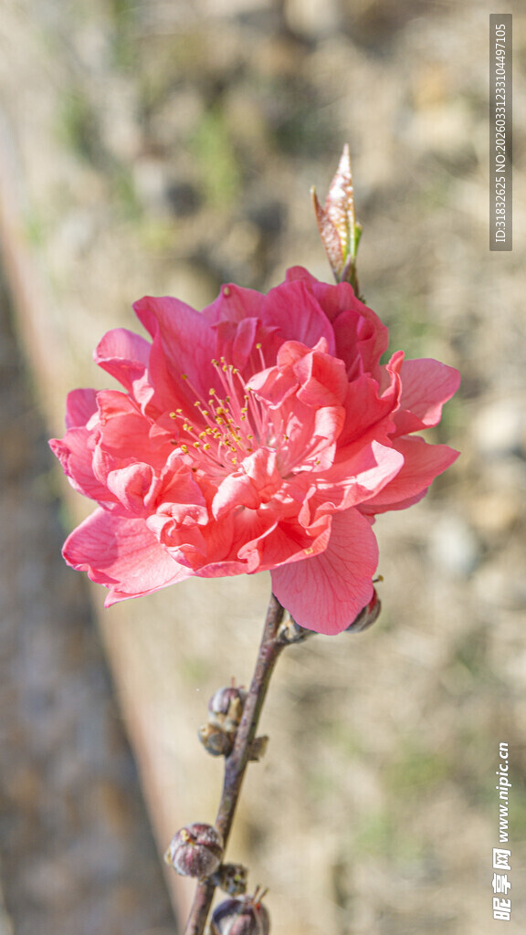 娇艳粉色桃花特写