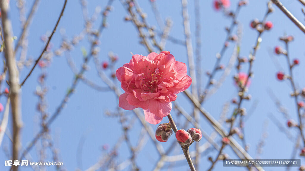 枝头红梅绽 蓝天映娇颜