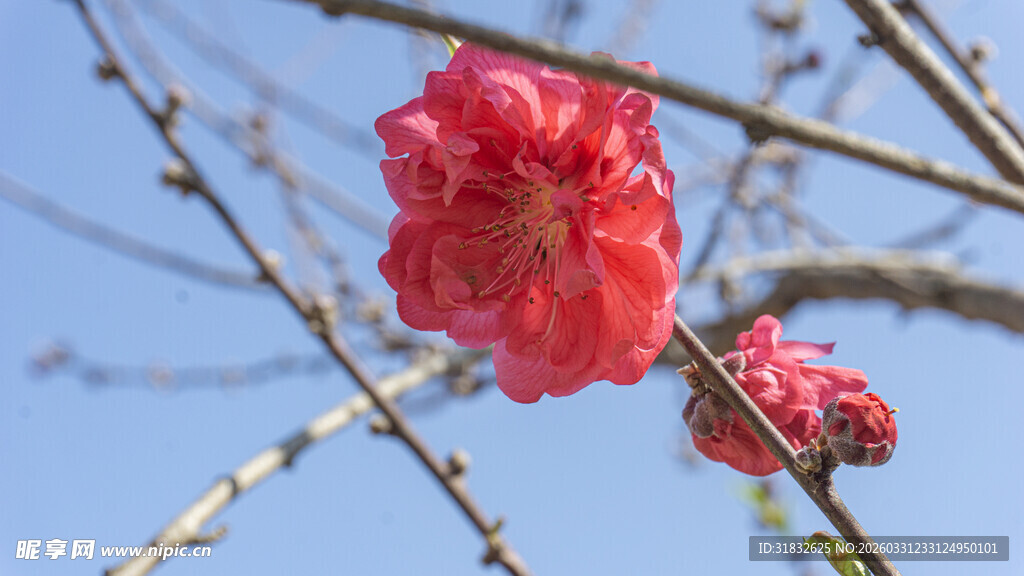 枝头红梅绽放