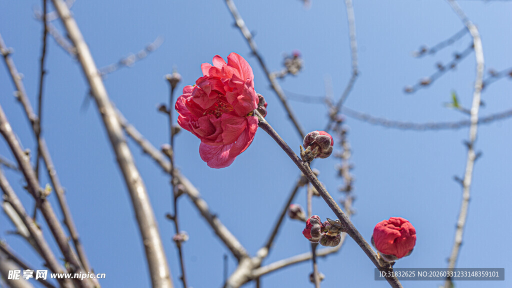 枝头绽放的艳丽红花朵