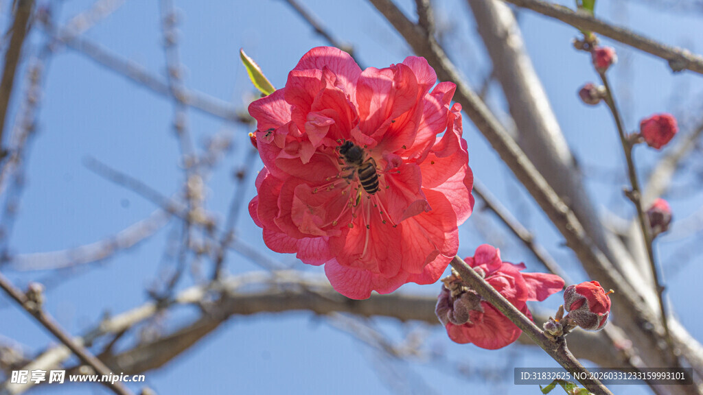 枝头绽放的娇艳红花朵