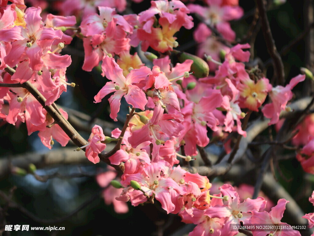 异木棉盛开