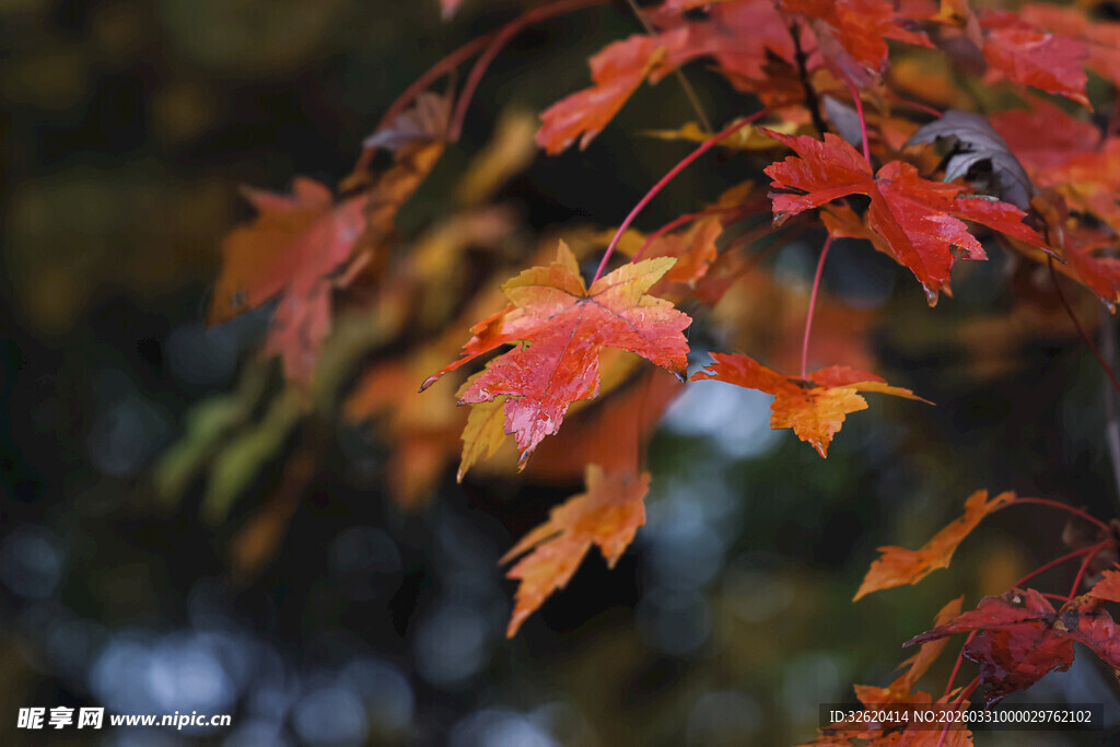 秋日红枫叶
