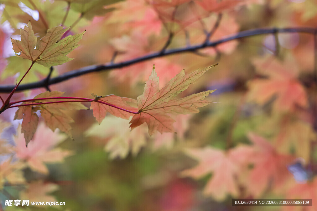 秋日红枫叶树枝