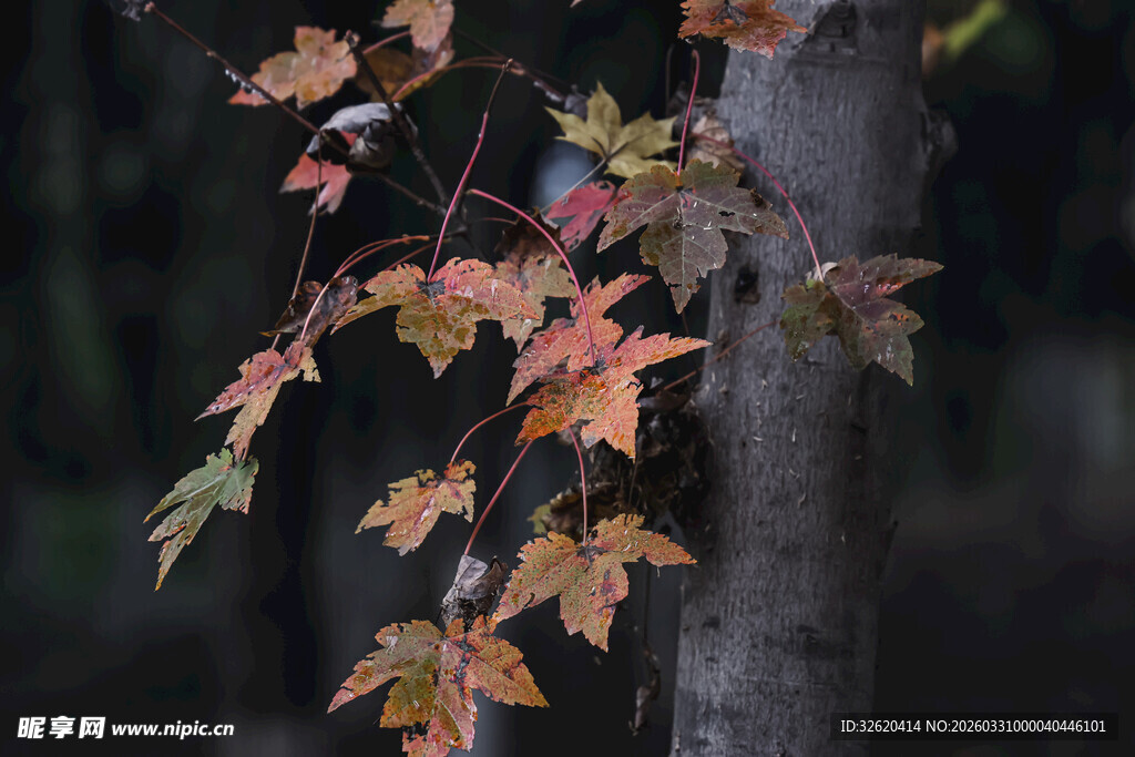 秋日枝头斑斓枫叶
