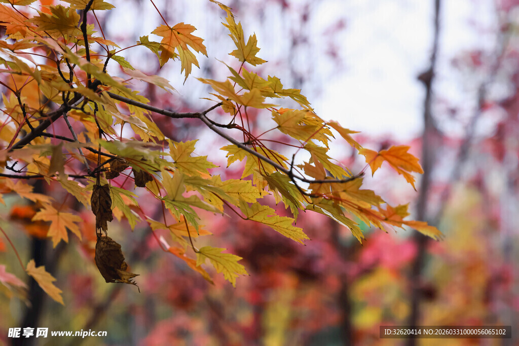 秋日枫叶树枝