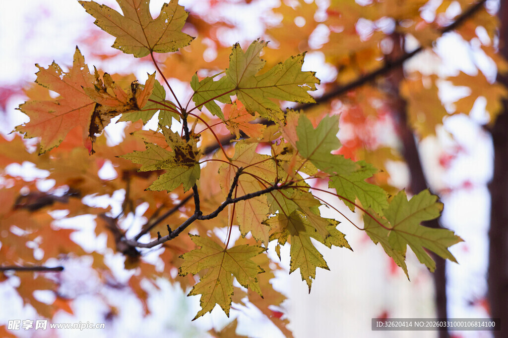 秋日枝头斑斓枫叶