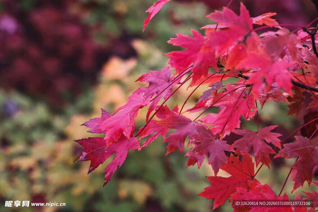 红枫叶的美丽景致