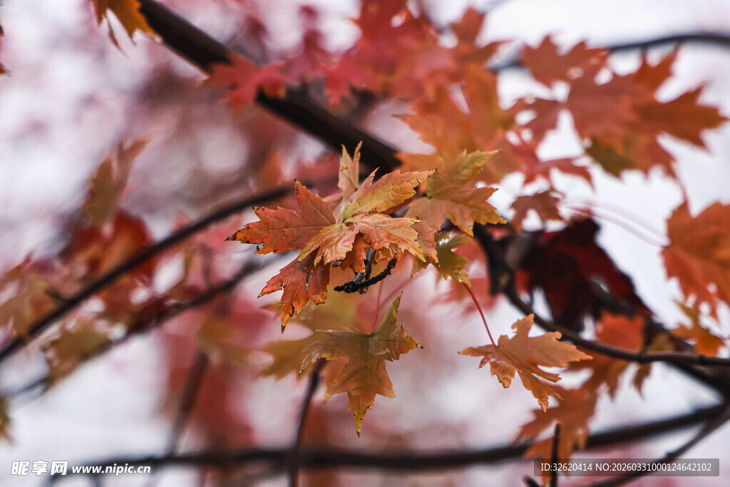秋日枝头的绚烂枫叶