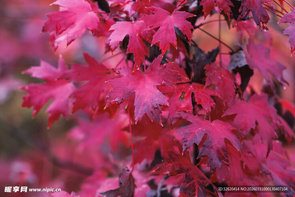 艳丽红枫叶