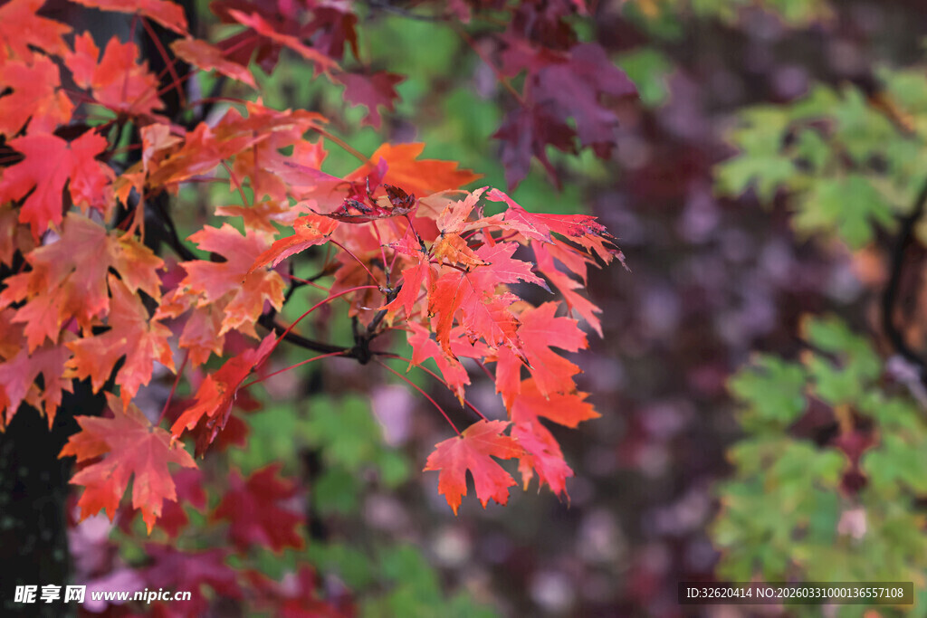 秋日红枫叶