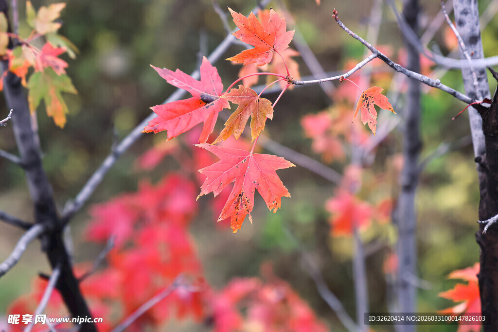 秋日红枫叶