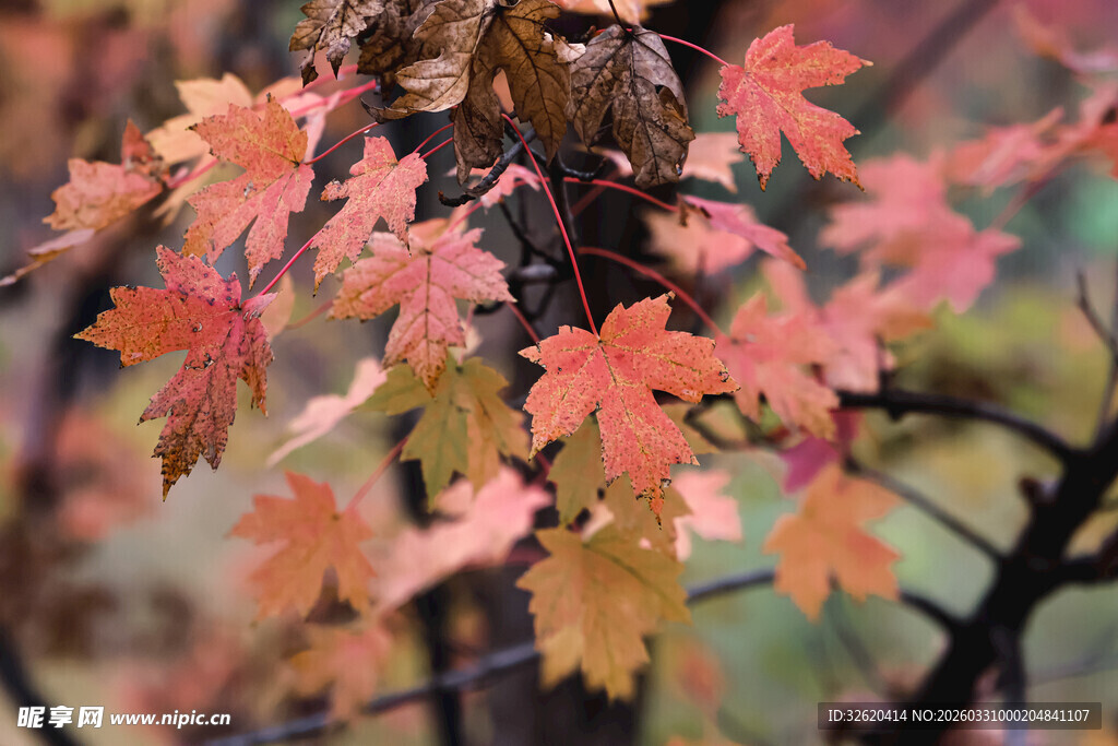 秋日枝头的斑斓枫叶