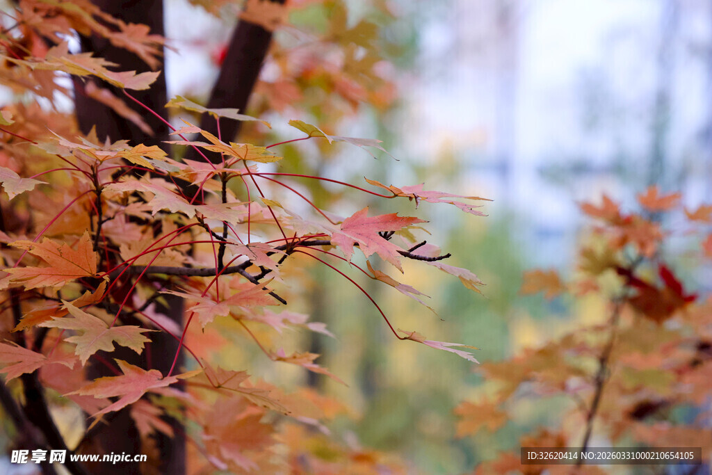 秋日枝头的斑斓枫叶