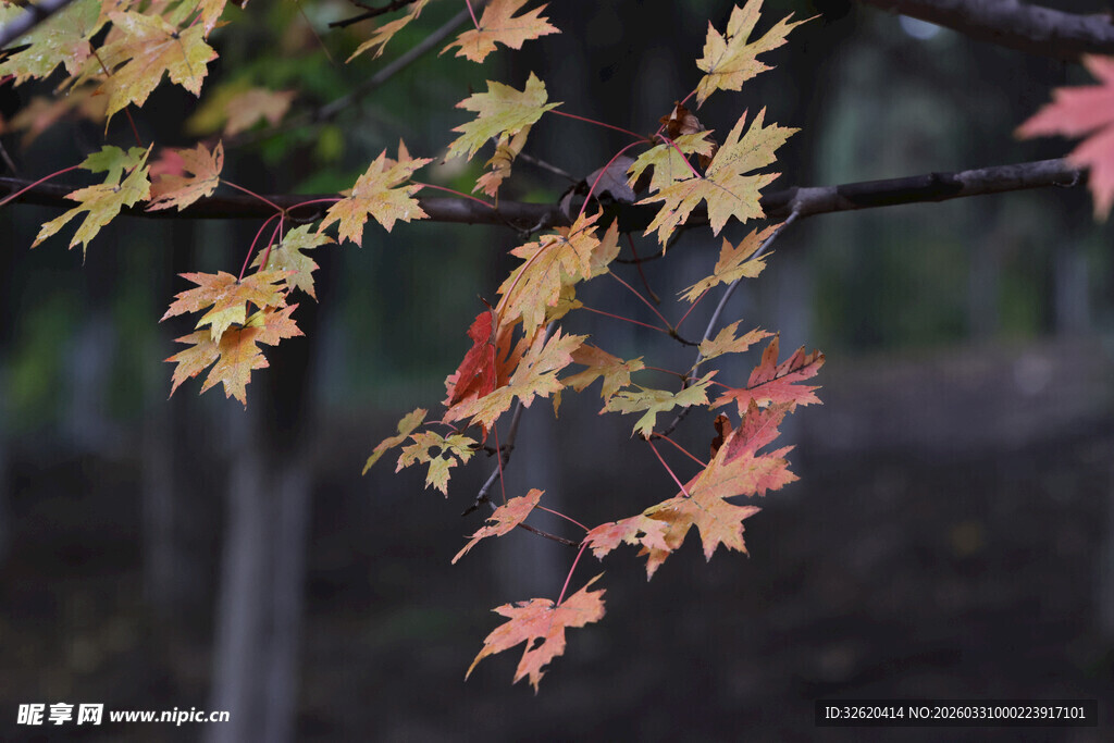 秋日枝头斑斓枫叶