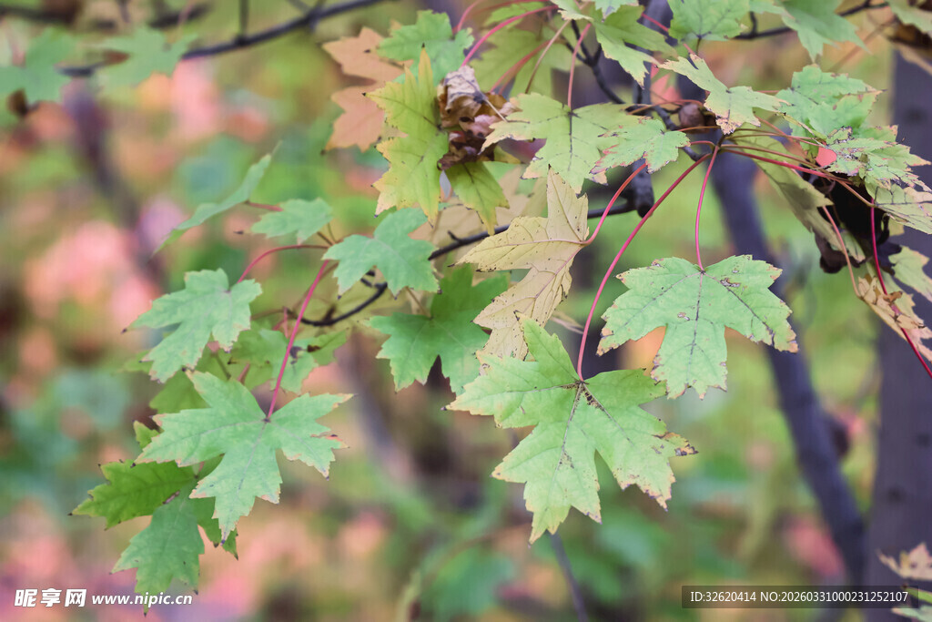 秋日枝头翠绿枫叶